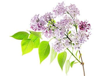 《英灵神殿》4K材质包MOD发布 大大改善游戏画面